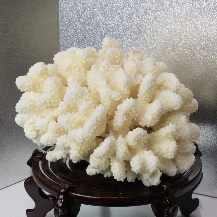 楽天市場】白珊瑚 置物｜fossil Coral サンゴ コーラル さんご 化石