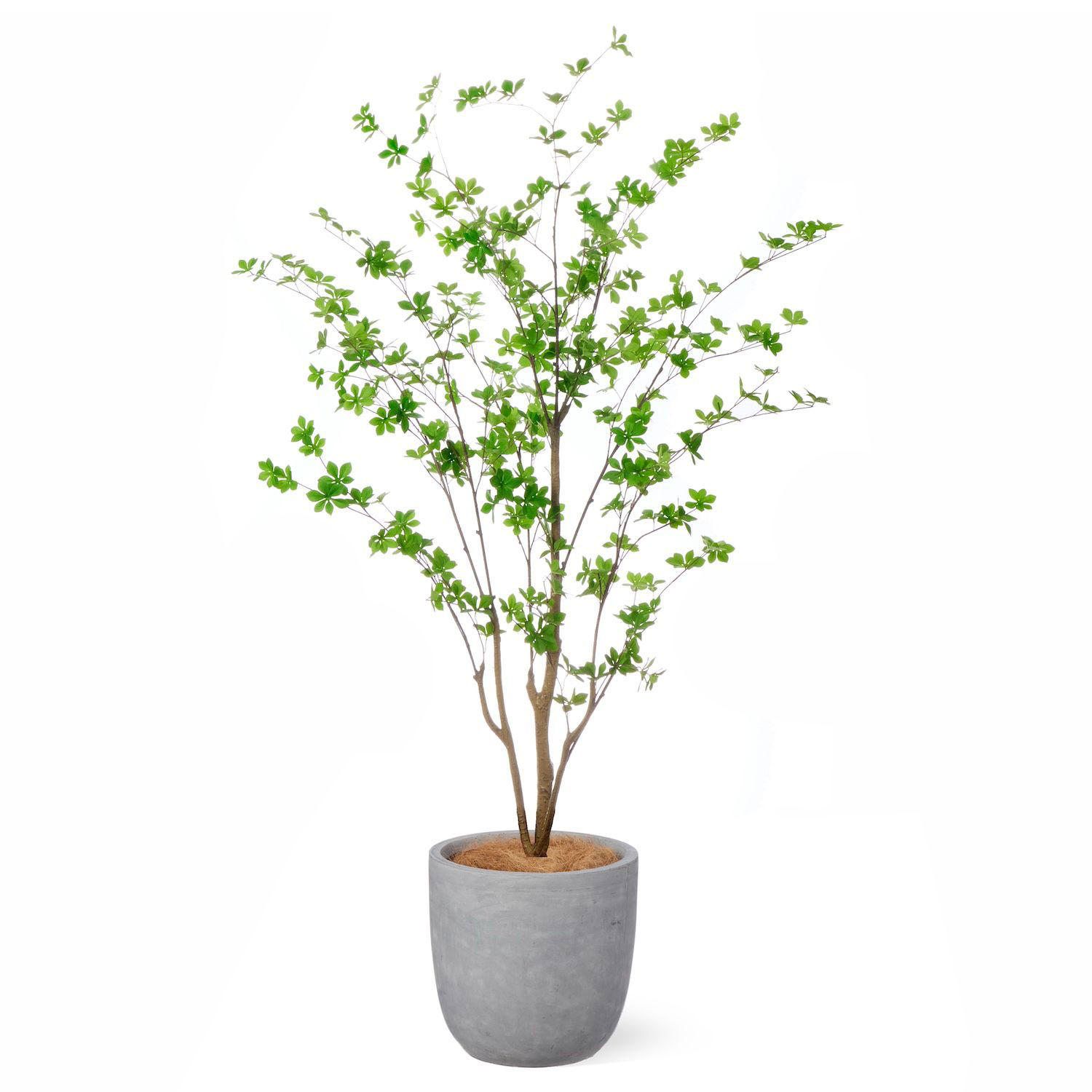 楽天市場】【公式】ドウダンツツジ ラウンド H190cm 観葉植物 フェイク