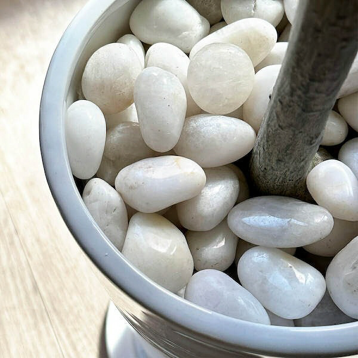 楽天市場】【ポイントUP】【公式】ストレリチア スリムプランター