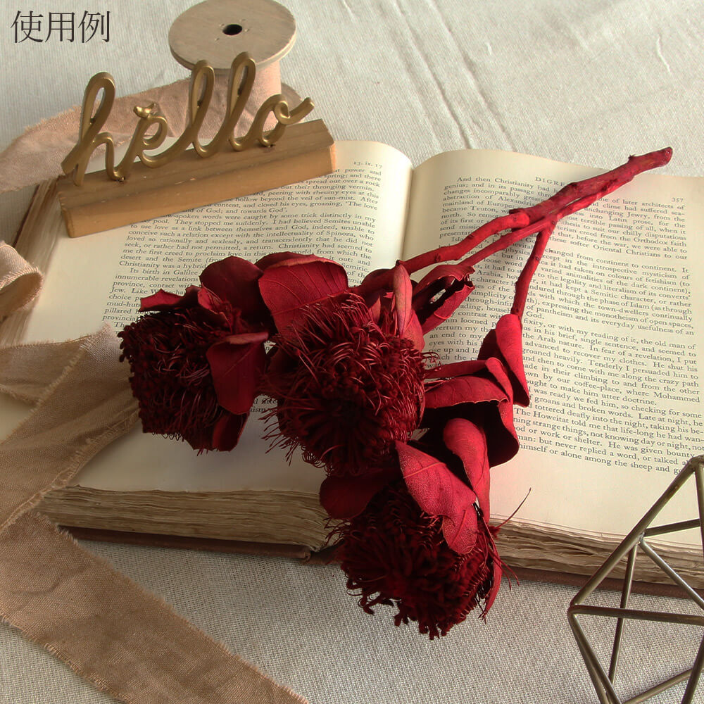 楽天市場】ドライフラワー 花材 即日出荷 コクシニア レッド