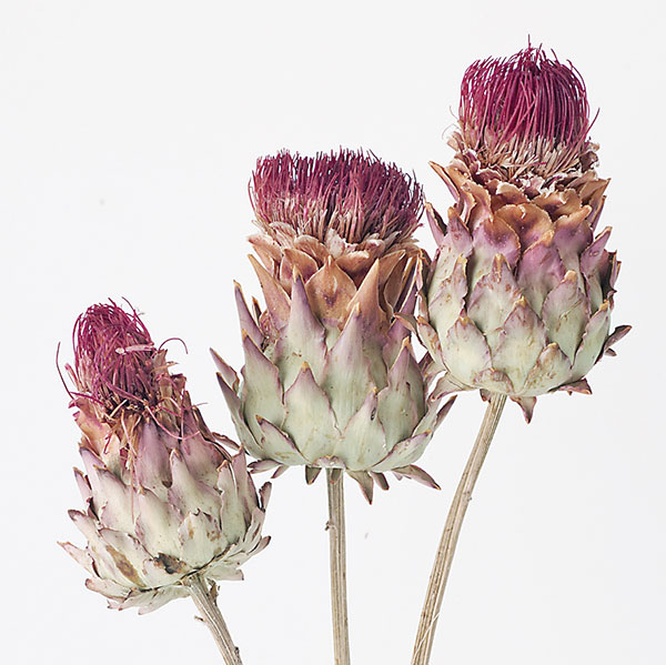 楽天市場】【P15倍中 2/24 9:59まで】 ドライフラワー 花材 即日出荷