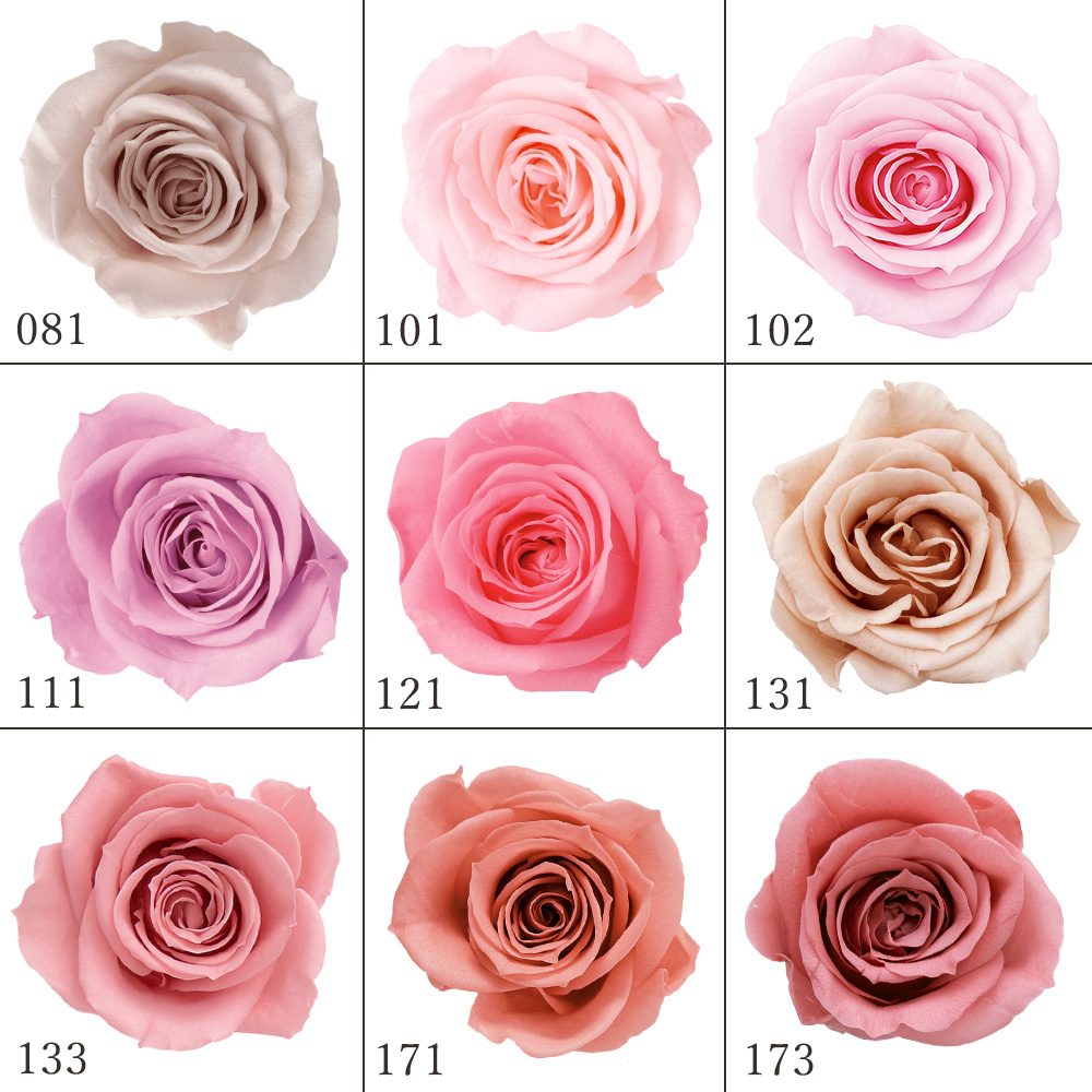 楽天市場】【P15倍中 2/24 9:59まで】 プリザーブドフラワー 花材