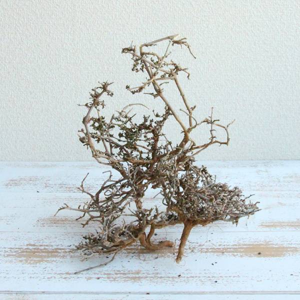 楽天市場】ドライフラワー 花材 即日出荷 RMドレッドツリー 枝 バイン