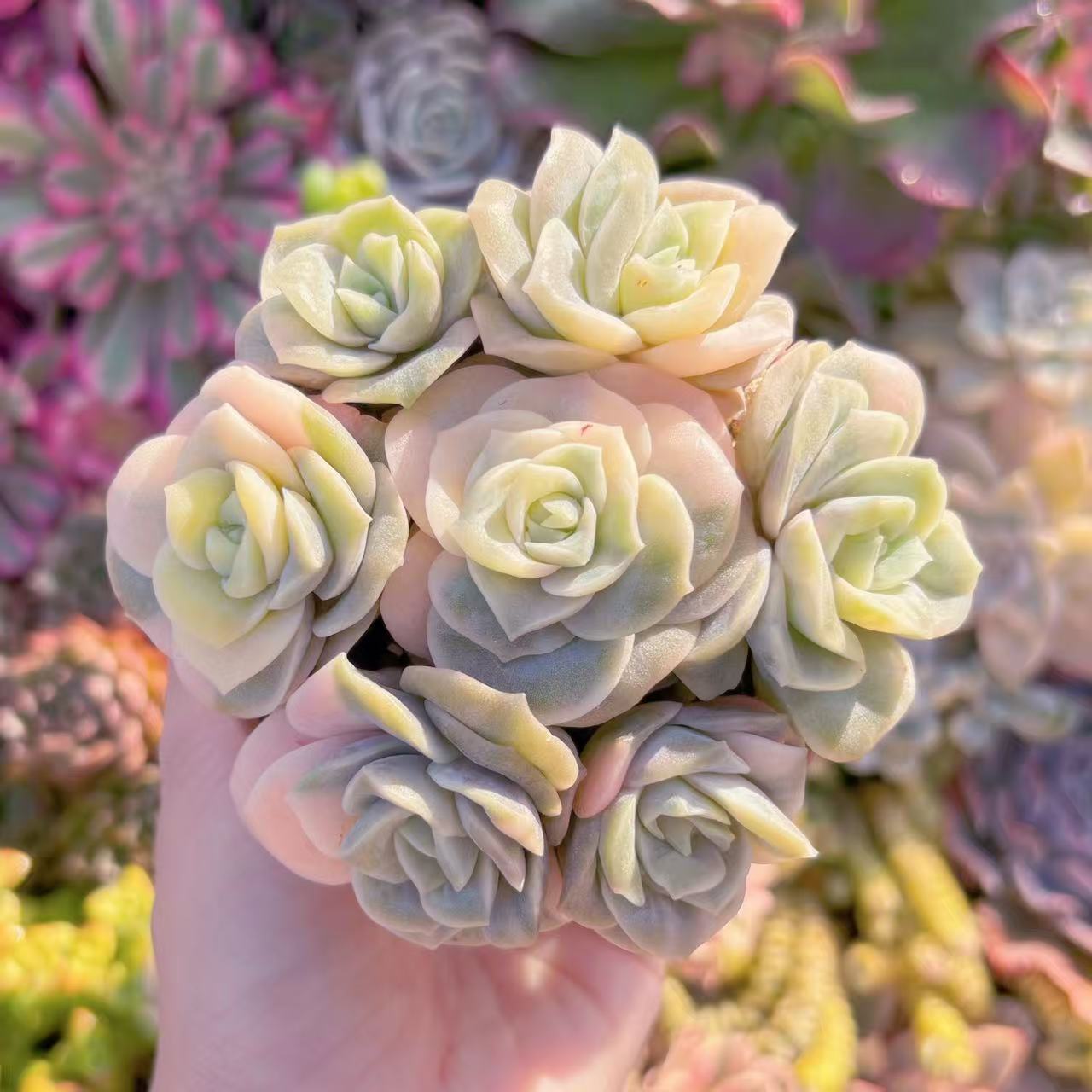 多肉植物 ラブリーローズ」の人気商品一覧 | 安い商品を通販サイトから