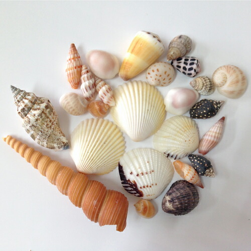 楽天市場】貝殻(貝がら)セット 25個入 フォトフレーム・ハンドクラフト
