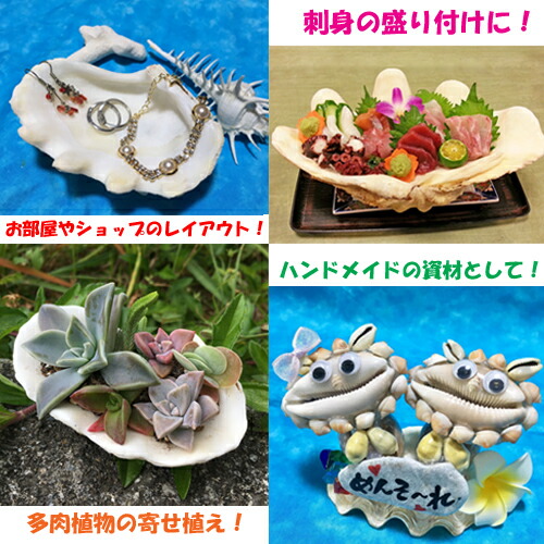 楽天市場】ヒレシャコガイ（ヒレジャコガイ）の貝殻 1対 : 沖縄