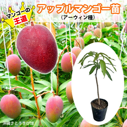 楽天市場】【鹿児島県 指宿産 マハチャノックマンゴー苗木1本 3〜4年生