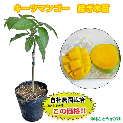 楽天市場】【鹿児島県 指宿産 マハチャノックマンゴー苗木1本 3〜4年生