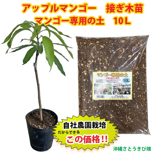 マンゴー苗」の人気商品一覧 | 安い商品を通販サイトから探す - 価格.com