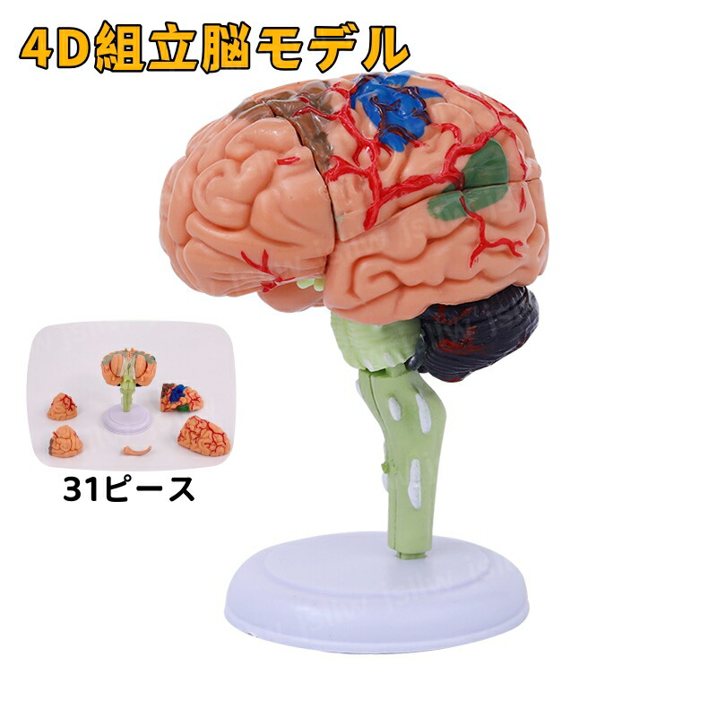 楽天市場】脳模型 4D脳模型 31パーツ 医学 解剖 立体 人体模型 脳