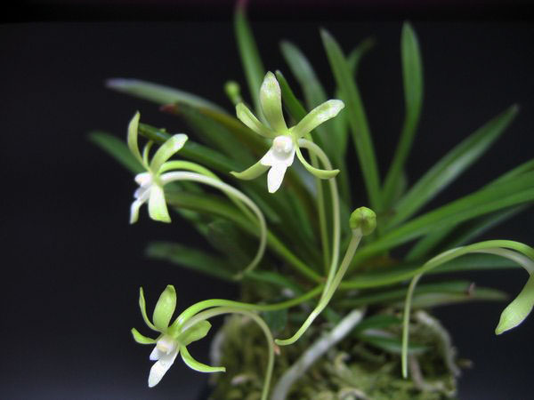 楽天市場】富貴蘭 フウラン 花物 翡翠 : フェニックスガーデン