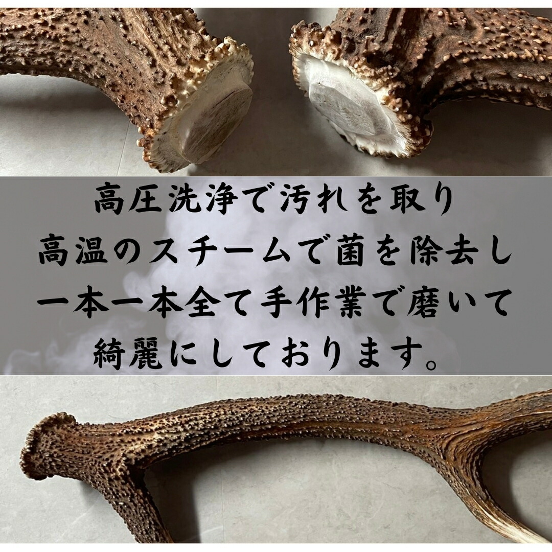 楽天市場】鹿の角 5cm前後を100g分セット アクセサリー用 パーツ