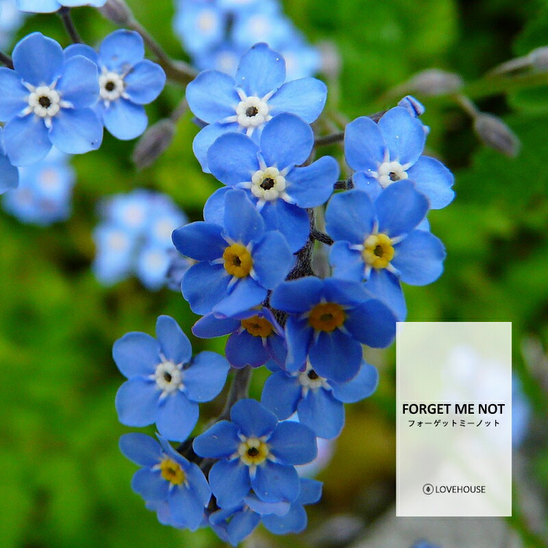 楽天市場】忘れな草（アロマ・お香｜美容・コスメ・香水）の通販