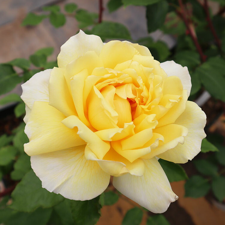 楽天市場】バラ苗 【令和 (れいわ)】 (大苗) ハイブリッドティー