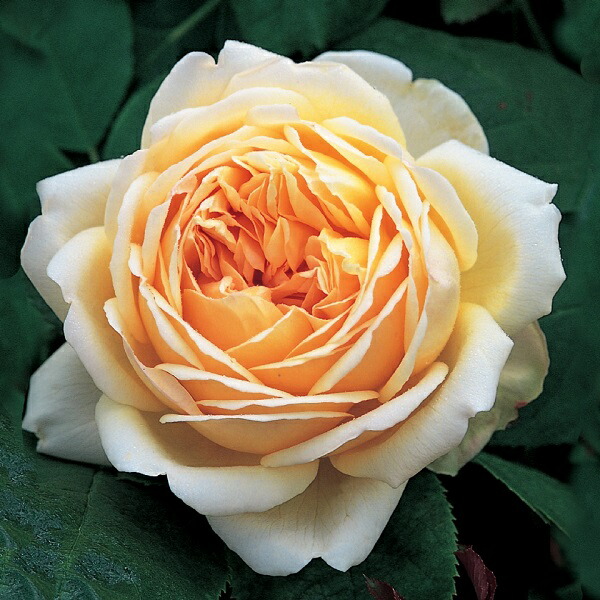 楽天市場】イングリッシュローズ 黄色の通販