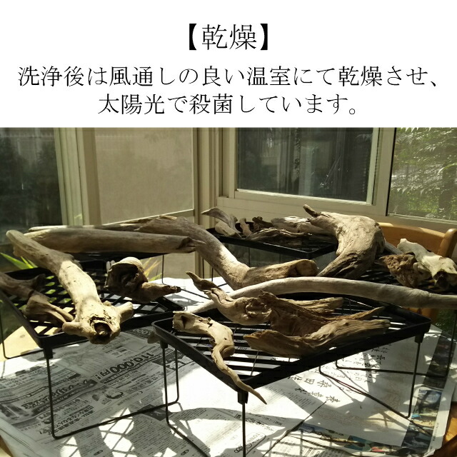 楽天市場】変形 レア 流木/大型 特大 流木 置物 玄関 木 インテリア