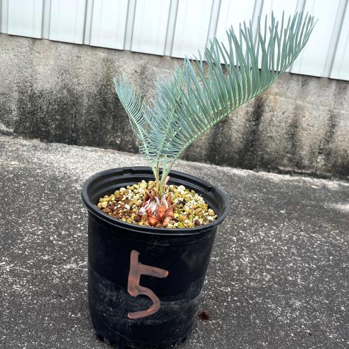 楽天市場】ディオーン エデュレ Dioon Edule 蘇轍 ソテツ コーデック