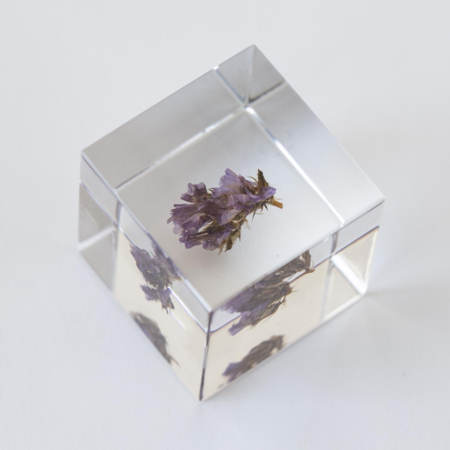 楽天市場】Sola cube/スターチス : STYLE STORE version.R