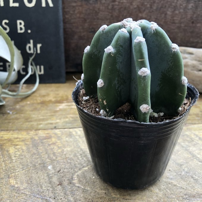 楽天市場】サボテン：トリコケレウス 珍宝閣 なるほど柱*幅14cm 現品