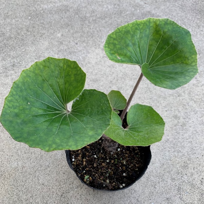 楽天市場】現品苗□球根が大きな ツワブキ(石蕗/つわぶき)□つわ