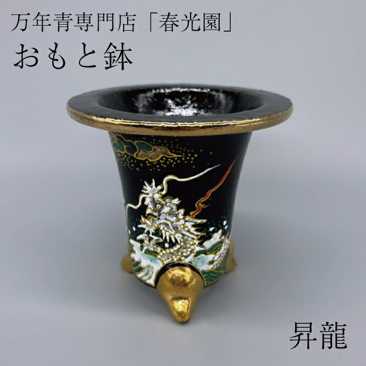 楽天市場】◇万年青鉢（おもと鉢）◇愛楽園製 錦鉢 万年青専門店 春光