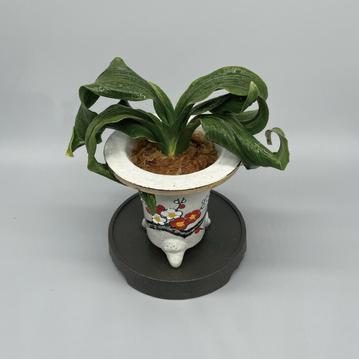 楽天市場】◇引っ越しおもと 獅子おもと◇万年青 引っ越し万年青 獅子