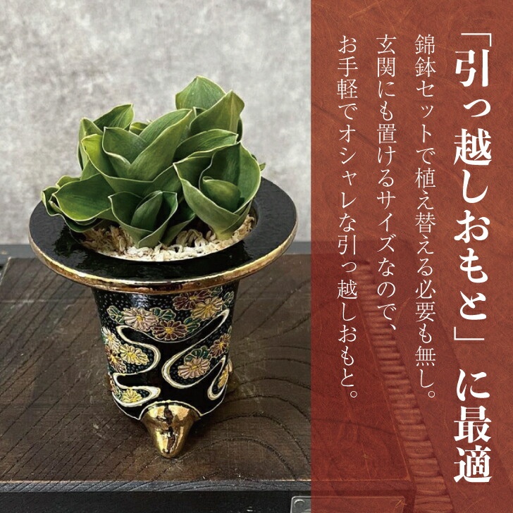 楽天市場】◇引っ越しおもと 獅子おもと◇万年青 引っ越し万年青 獅子