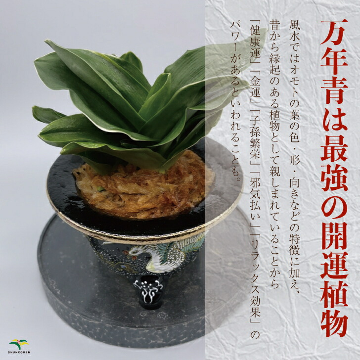 楽天市場】◇引っ越しおもと 獅子おもと◇万年青 引っ越し万年青 獅子