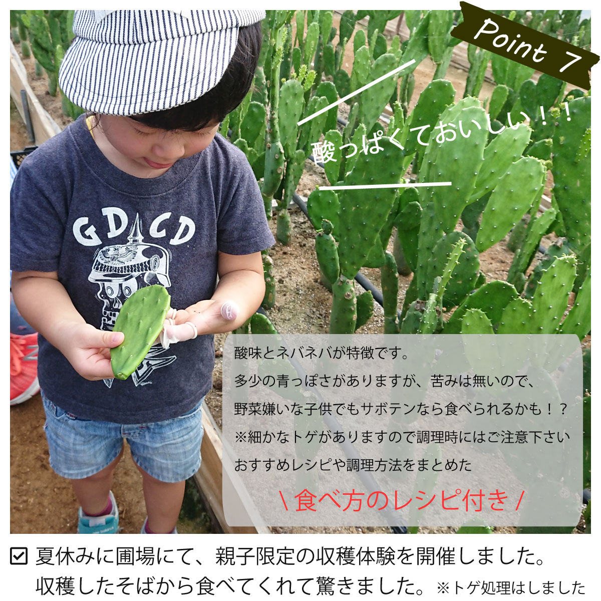 楽天市場】【無農薬栽培 春日井産】 食べるサボテン ノパル 400g