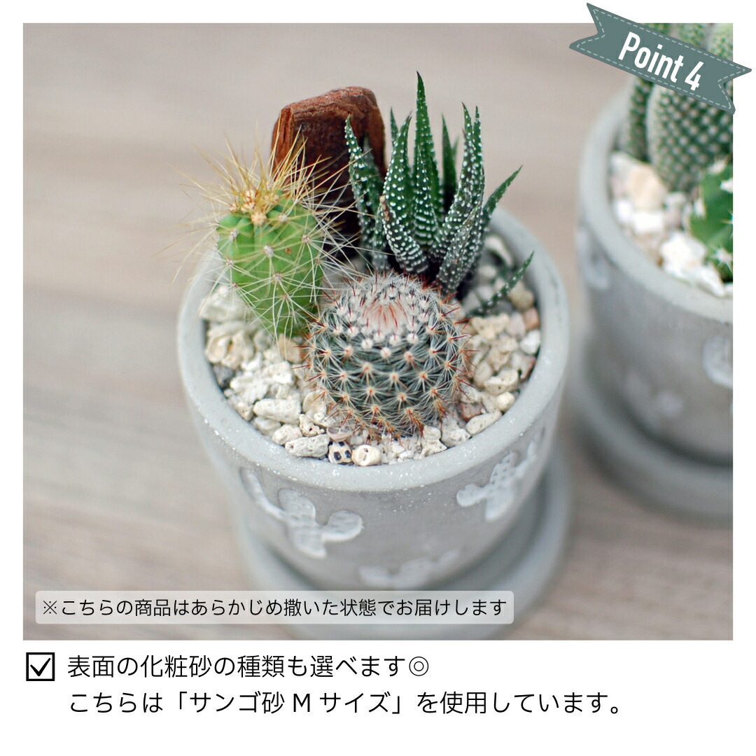 楽天市場】【サボテン柄が可愛い】3種のミニサボテン寄せ植え レリーフ