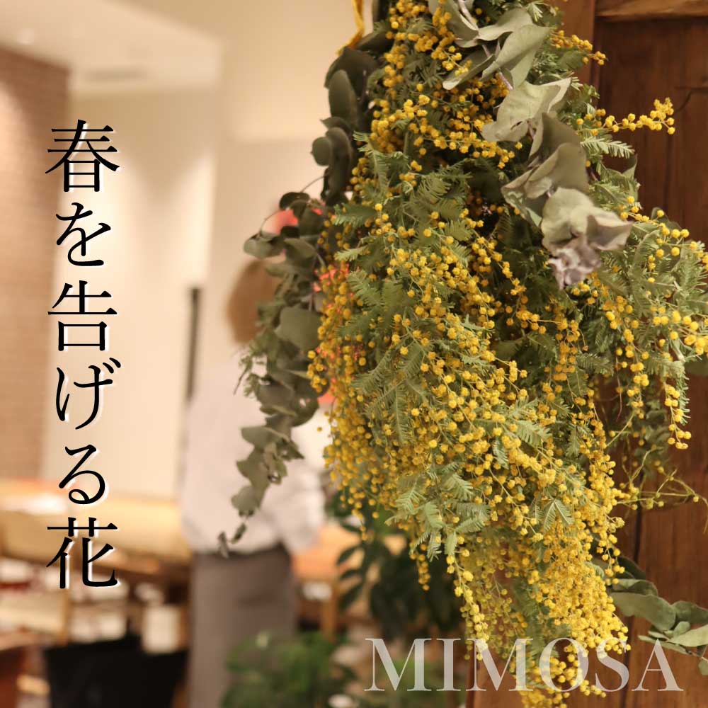 専用＊ミモザ＆ルナリア ドライフラワースワッグ 【公式通販】