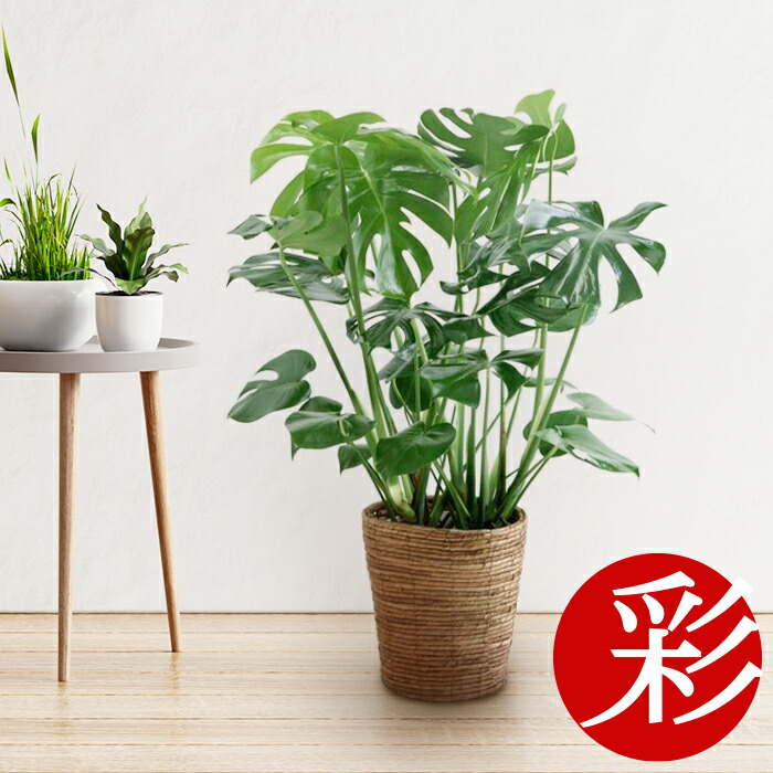 楽天市場】モンステラ 観葉植物 本物 大型 7号鉢 (プレミアム) 観葉