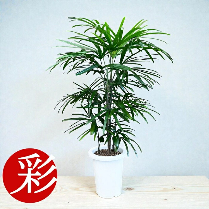 楽天市場】雲南シュロチクの通販