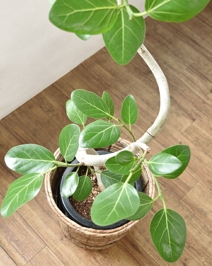 楽天市場】観葉植物 大型 フィカス ベンガレンシス 観葉植物 本物 8号