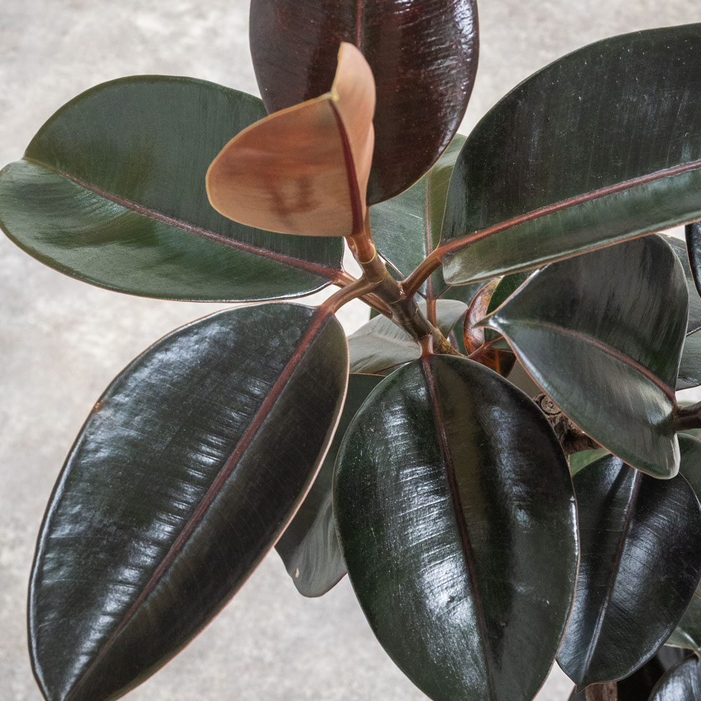 楽天市場】観葉植物 フィカス・バーガンディ 7号鉢 大型 曲がり樹形