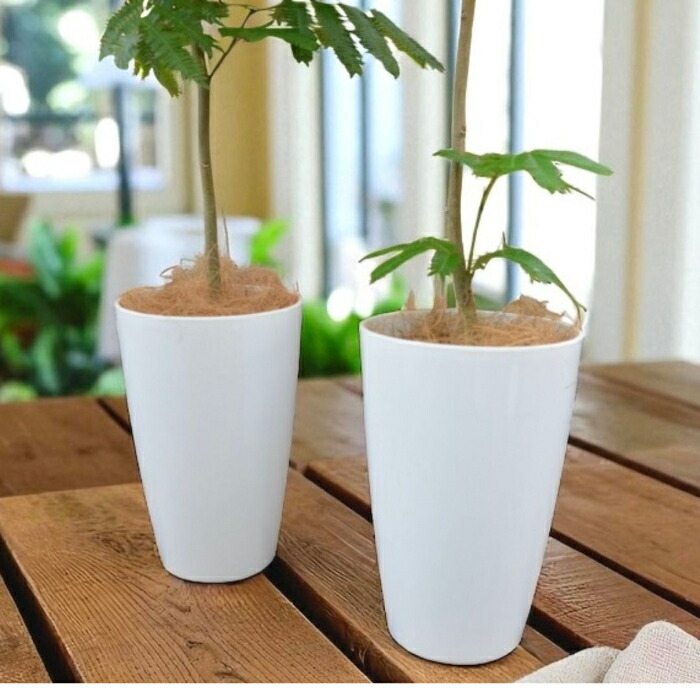 楽天市場】【23日まで最大7%引クーポン配布中】観葉植物