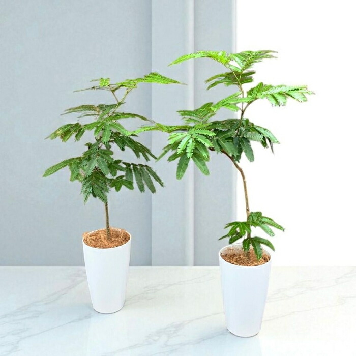 楽天市場】【23日まで最大7%引クーポン配布中】観葉植物