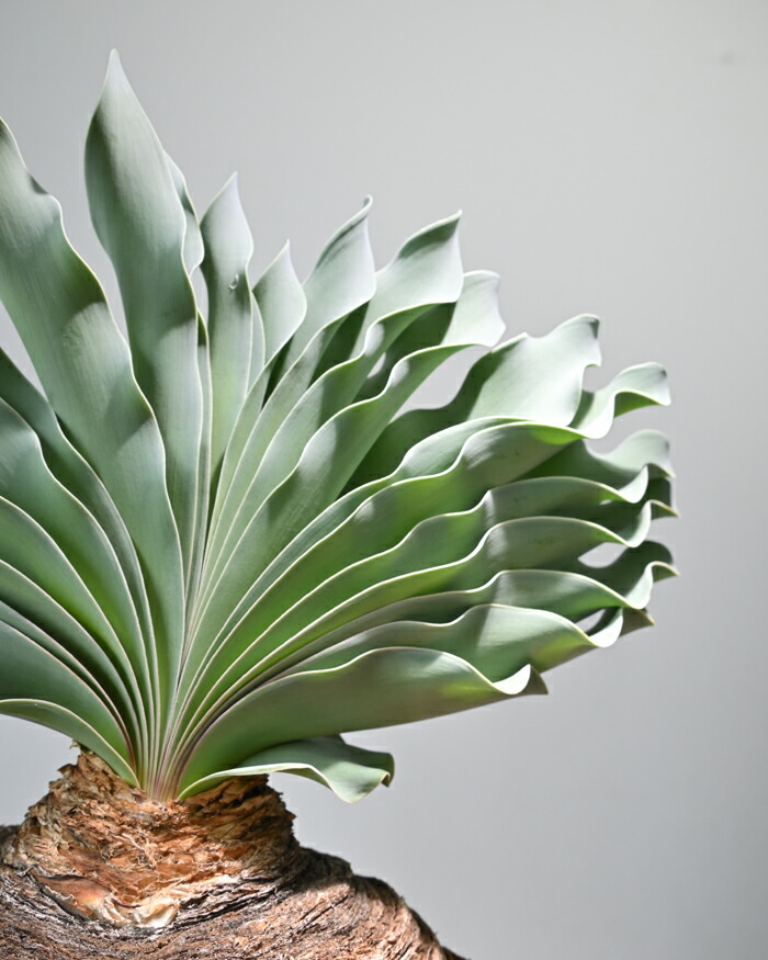 楽天市場】観葉植物 本物 現品 希少 ブーファン・ハエマンソイデス