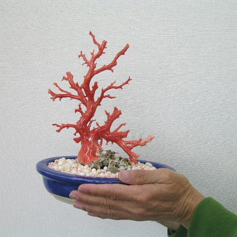 楽天市場】桃珊瑚の原木 拝見 『宝石サンゴ』 珊瑚婚 還暦 誕生日 御祝