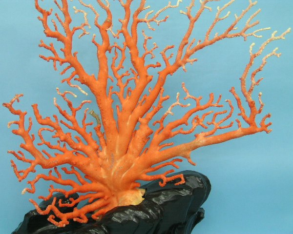 楽天市場】【豪華】桃珊瑚の原木・拝見・置物 黒檀台 置き物 飾り