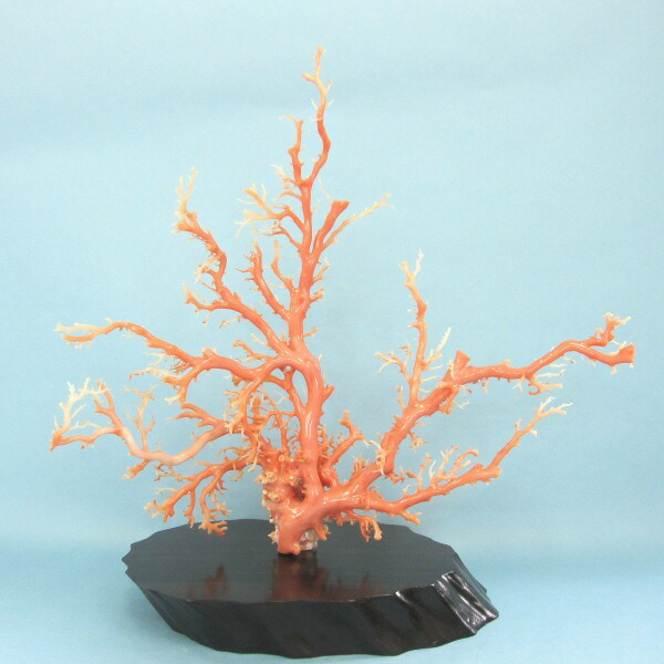 楽天市場】ピンク(ガーネ)珊瑚 原木・拝見・置物 （艶出し加工済み