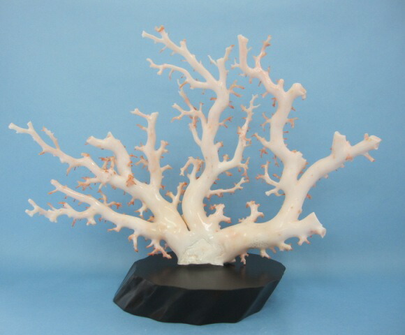 楽天市場】白珊瑚の原木 拝見 置物 艶出し加工済み 黒檀台 『宝石