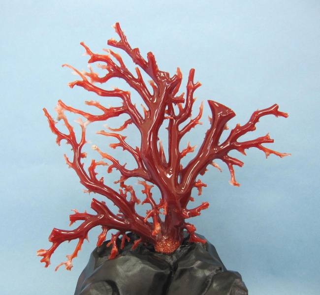 楽天市場】高知沖産血赤珊瑚の拝見 原木 置物 艶出し加工済み 黒檀台