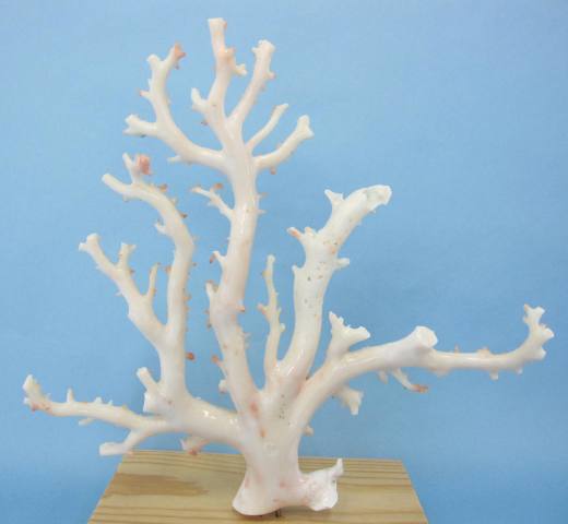 楽天市場】ミッド（白）珊瑚の原木・拝見・置物 艶出し加工済み 『宝石