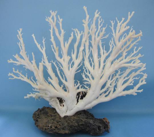 楽天市場】白珊瑚の原木・拝見・置物/艶出し加工済み/『宝石サンゴ