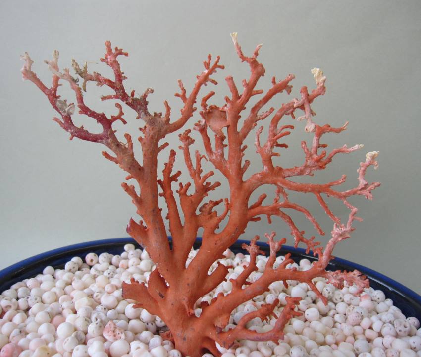 楽天市場】日本・高知沖産赤珊瑚の拝見 原木 置物 飾り 盆栽風 『宝石