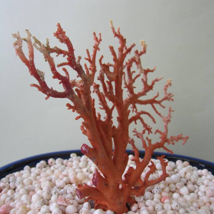 楽天市場】日本・高知沖産赤珊瑚の拝見 原木 置物 飾り 盆栽風 『宝石