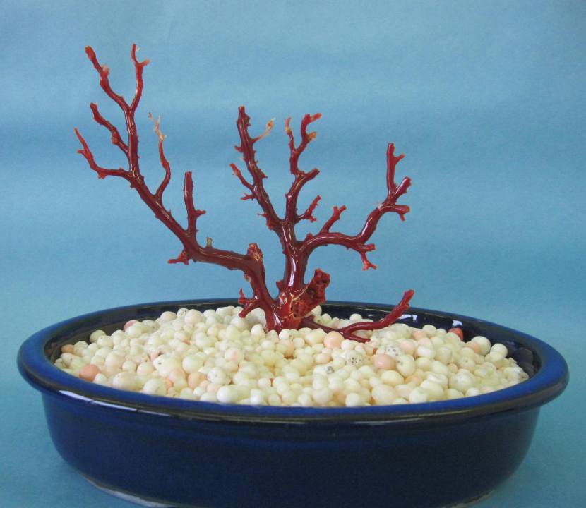 血赤珊瑚 置物 オブジェ」の人気商品一覧 | 安い商品を通販サイトから