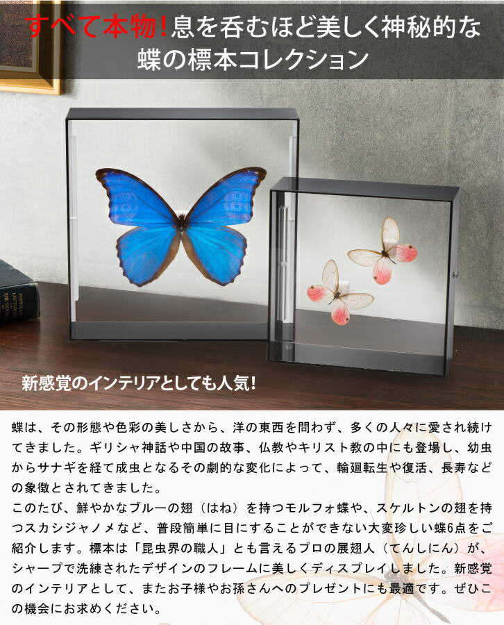 楽天市場】標本 アクリル 昆虫 蝶 標本コレクション ディディウス