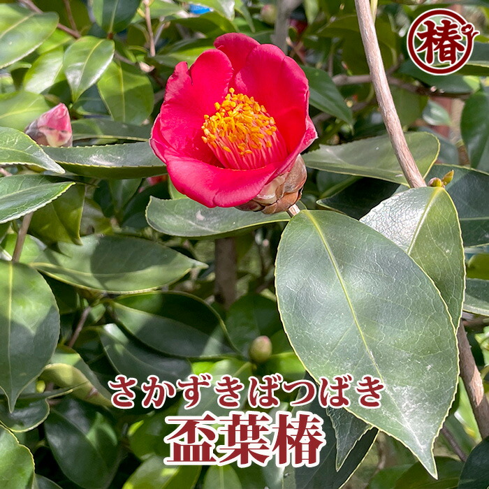 楽天市場】盃葉椿・さかずきばつばき15cmポット挿木苗【椿 つばき